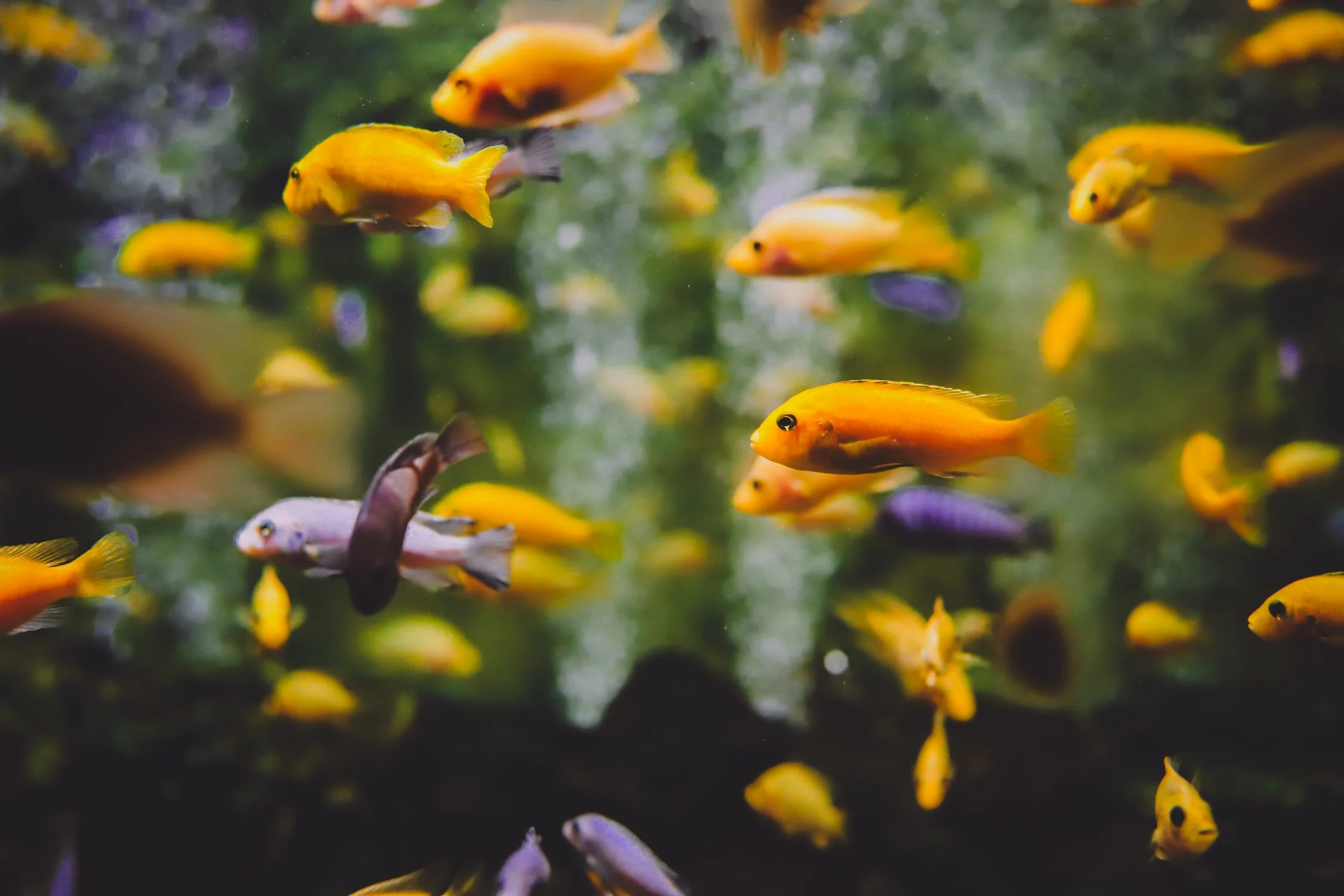 Aquarium shop in outlet koramangala